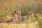 Safari in Africa. Big angry female lion Okavango delta, Botswana. African lion walking in the grass, with beautiful evening light