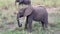 Safari in Africa. A cute funny baby elephant eats grass in a field in Tarangire National Park.