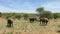 Safari in Africa. A family of three elephants graze in Tarangire National Park.