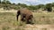 Safari in Africa. A large elephant walks in the Tarangire National Park.