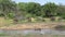 Safari. African elephants came to the water on a hot day.