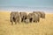 Safari with Africans elephants in Kenya