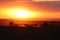 Safari animal silhouettes in the african savannah during sunset.