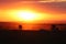 Safari animal silhouettes in the african savannah during sunset.