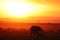Safari animal silhouettes in the african savannah during sunset.