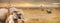 Safari Animals Africa Scene Web Banner