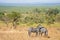 Safari animals in savannah grasses