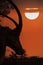 Safari background with a close-up view of the silhouette of a sable antelope head at sunset