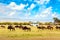 Safari concept. Safari cars with wildebeests in african savannah during the great Migration. Masai Mara national park, Kenya.