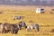 Safari concept. Zebra with safari car in african savannah. Masai Mara national park, Kenya