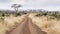 Safari dirt road landscape in Kruger national park, South Afriica