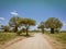 Safari drive along baobab and acacia trees in Tarangire National Park safari, Tanzania