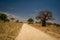 Safari drive along baobab in Tarangire National Park safari, Tanzania