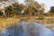 Safari drive in flooded Okavango Delta, Botswanai