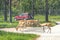 Safari drive through park. Cars driving near animals in cage free animal zoo