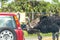 Safari drive through park. Cars driving near ostriches in cage free animal zoo