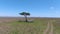 Safari drone shot of people and 4x4 vehicle near acacia tree in Serengeti