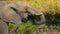 Safari elephant drinks water with its trunk