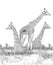 Safari - giraffes on the meadow coloring page with white background