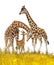 Safari - giraffes on the meadow with white background