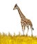 Safari - giraffes on the meadow with white background