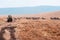 Safari offroad car and herd of zebra in golden grass field in Ngorongoro, Serengeti Tanzania Savanna forest