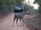 Safari Ranger and Spotter in Truck with Antelope