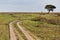 Safari road surrounded by grass and trees, inside the Serengeti National Park