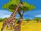 Safari scene - giraffes on the meadow - illustration for the children