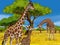 Safari scene - giraffes on the meadow - illustration for the children