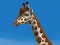 Safari scene with giraffes in wild nature illustration for the children