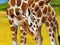 Safari scene with giraffes in wild nature illustration for the children