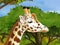 Safari scene with giraffes in wild nature illustration for the children