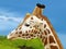 Safari scene with giraffes in wild nature illustration for the children