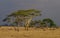 Safari in the Serengeti National Park, Tanzania, Africa. Beautiful African Landscape sunset. Wide Savannah and beautiful plains