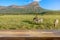 Safari in South Africa with zebras blurred in the background