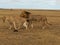 On safari sported lion mating