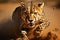 Safari sprint Cheetah in fast motion, a dynamic wildlife spectacle