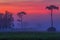 Safari Sunrise in Florida