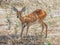 Safari theme, African antelope, Botswana