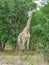 Safari theme, African Giraffe in natural habitat