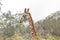 Safari theme, African Giraffe in natural habitat, Angola