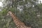 Safari theme, African Giraffe in natural habitat, tropical landscape on background, savanna, Botswana