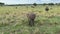 Safari tour_77A small family of elephants graze in Tarangire National Park. Safari in Tanzania