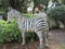 Safari Trek ride at Legoland theme park in Winter Haven, Florida