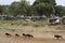 Safari Vehicles at Great Migration, Kenya