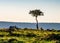 Safari view with truck and lion in Kenya