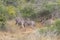 Safari, view of zebras in natural habitat, Angola