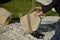 Safe handling of a very heavy granite boulder with a crane, the stone is picked up and tied with straps and placed in a hole a glo