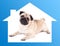 Safe home concept -pug dog lying in blue house frame